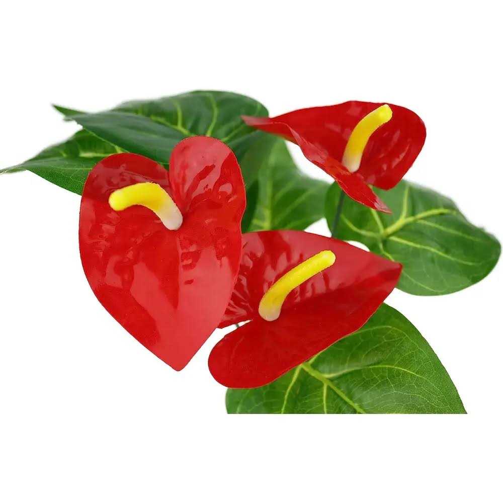 Anthurium Bush Plant Y595906