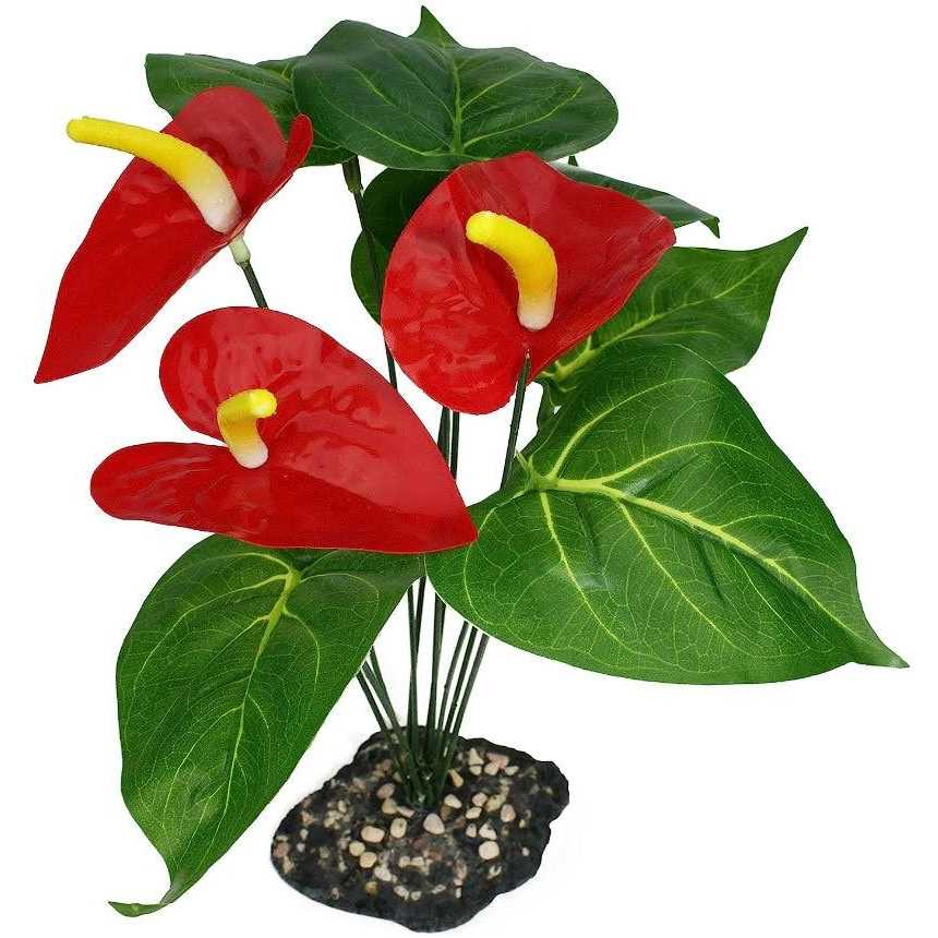 Anthurium Bush Plant Y595906