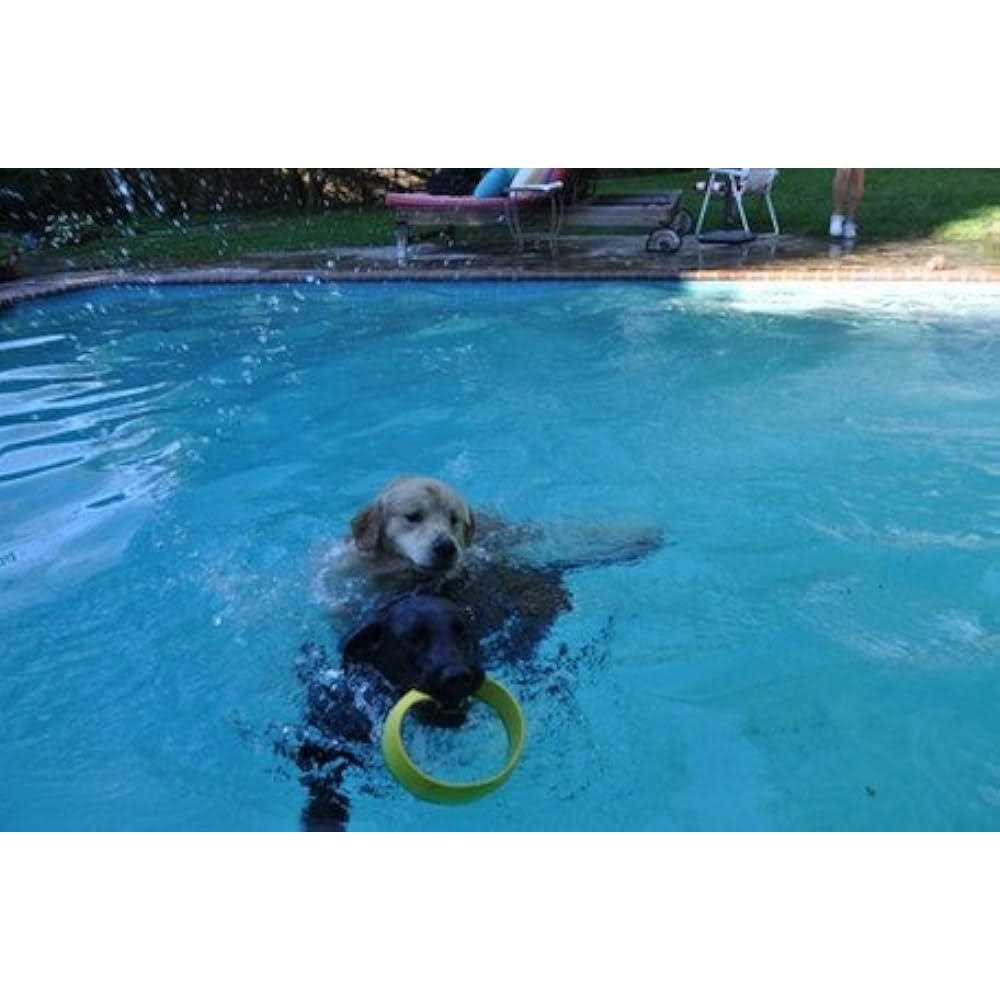 Ring Launcher Dog Starter Pack Z913