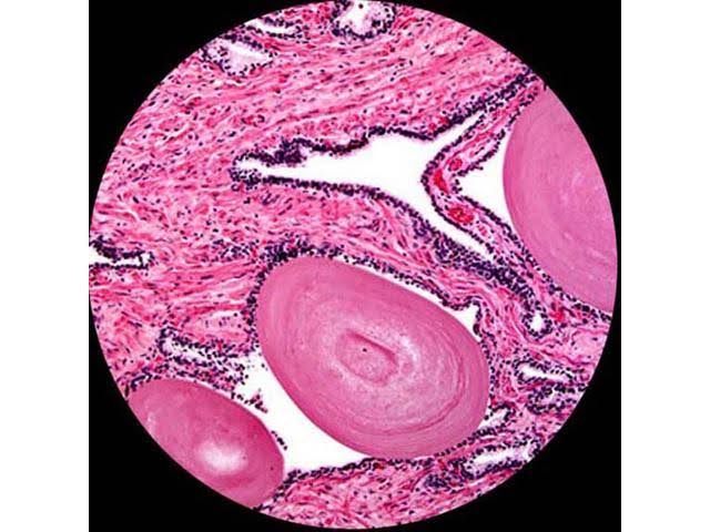 40X-2000X LED Digital Binocular Compound Microscope with USB Camera C343