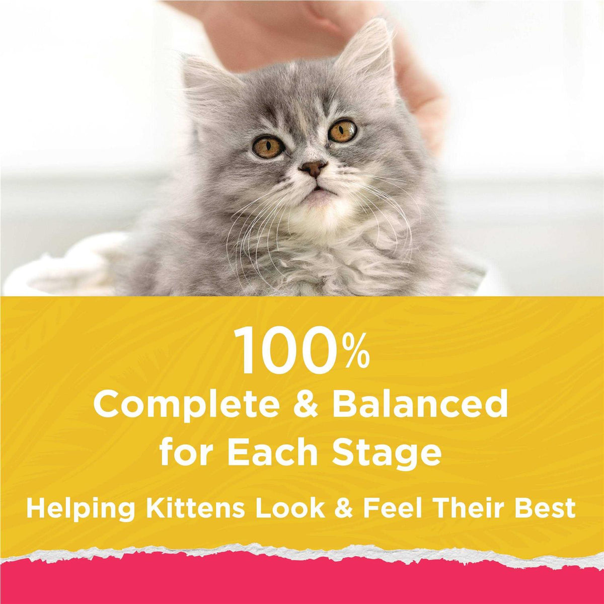 High Protein Kitten Cat Food with Added Vitamins X239614