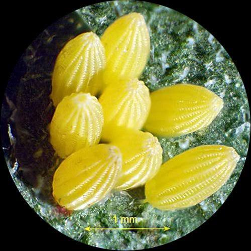 7X-45X Zoom Stereo Microscope with 80 LED Light G447
