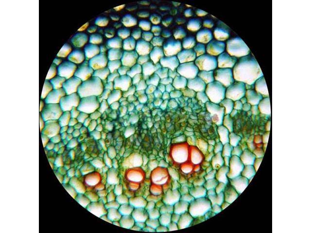 40X-2000X LED Digital Binocular Compound Microscope with USB Camera C343