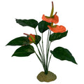 Anthurium Bush Plant Y595906