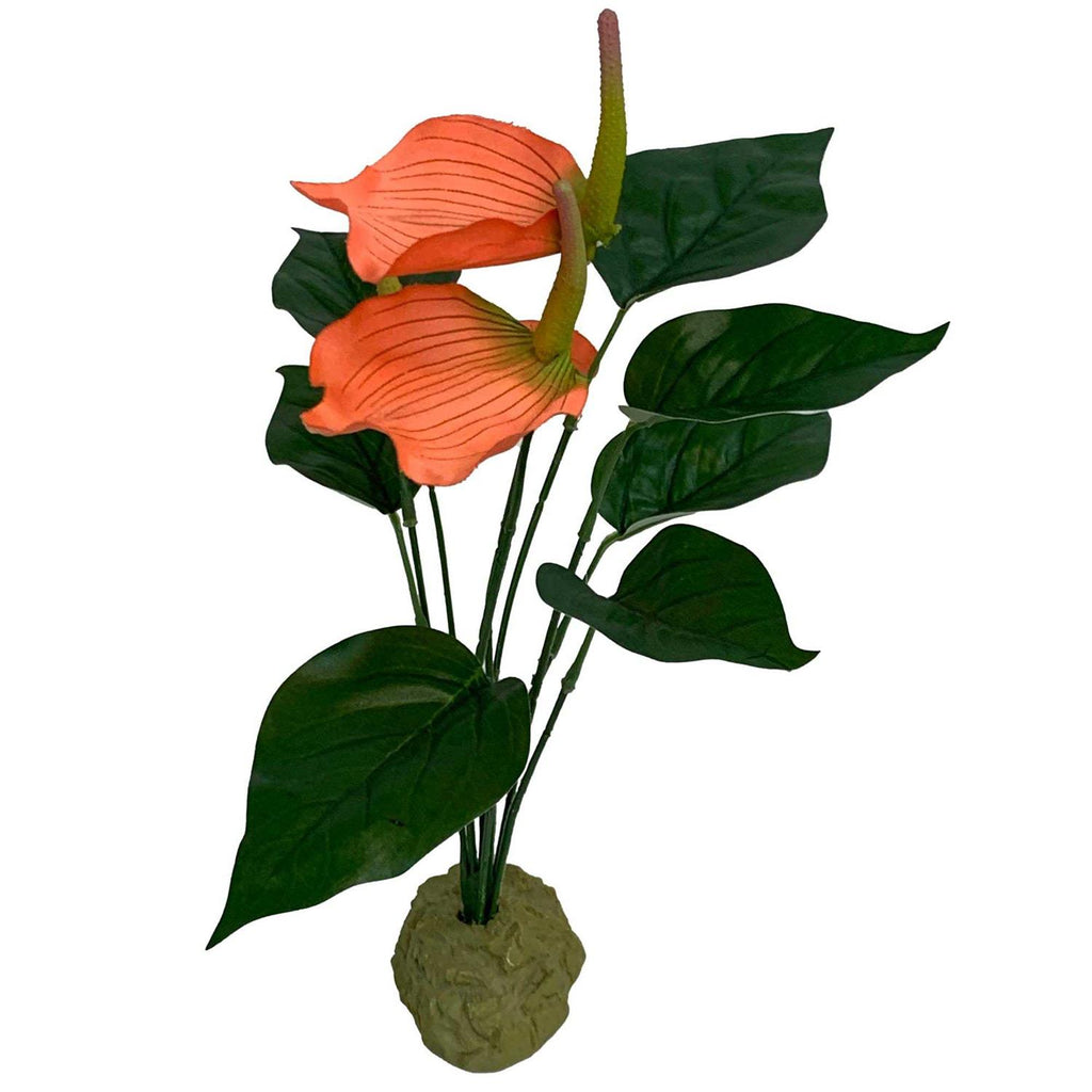 Anthurium Bush Plant Y595906